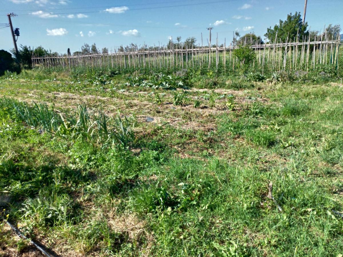Casa Daria, Armonia Del Passato Nel Rispetto Della Natura Donoratico Exterior photo